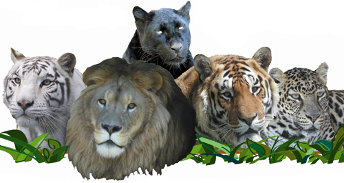 ... wi big cat rescue every little bit helps to feed these wonderful cats