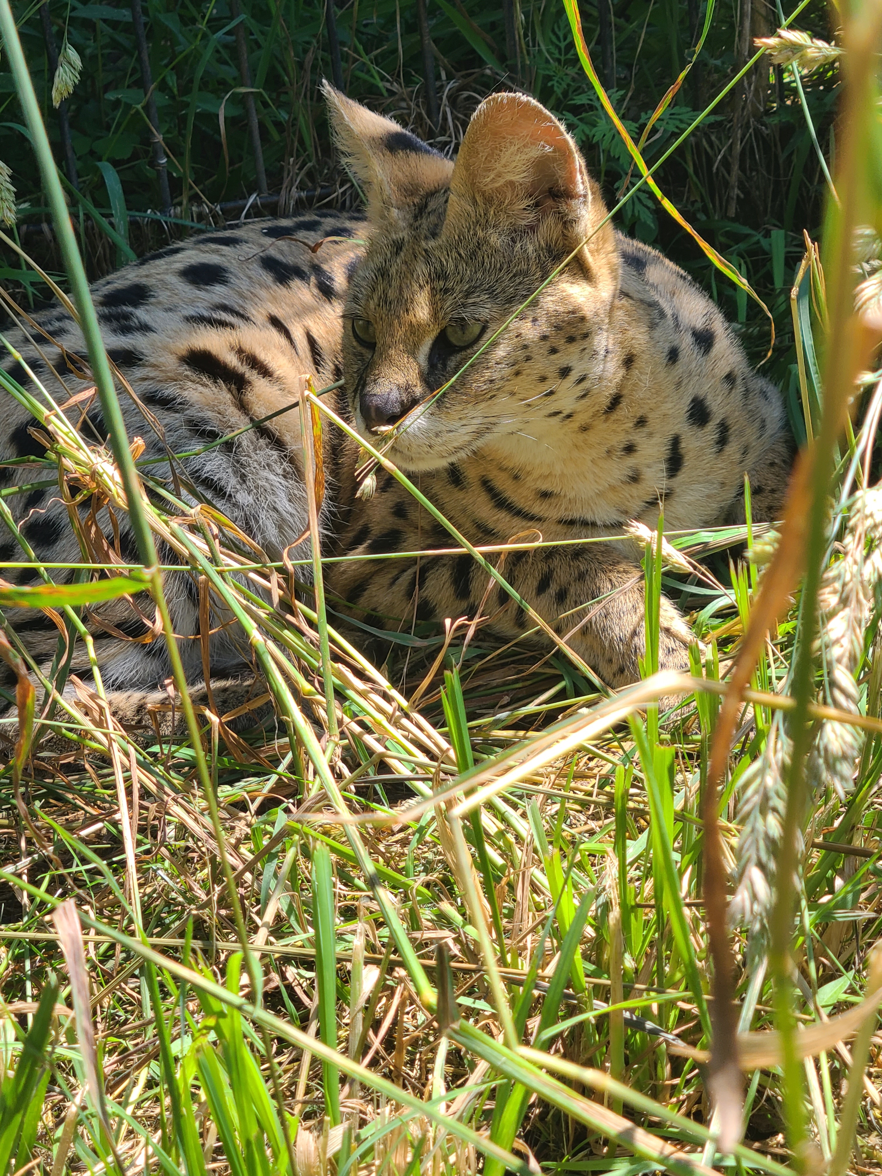 Feed an African Serval