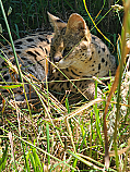 Feed an African Serval